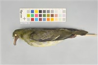 藏品(綠鳩)的圖片